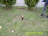pic_0579_small.jpg