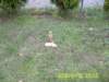 pic_0580_small.jpg