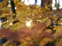 2017 11 04 Jesienny las okolice Czaplich Stawów