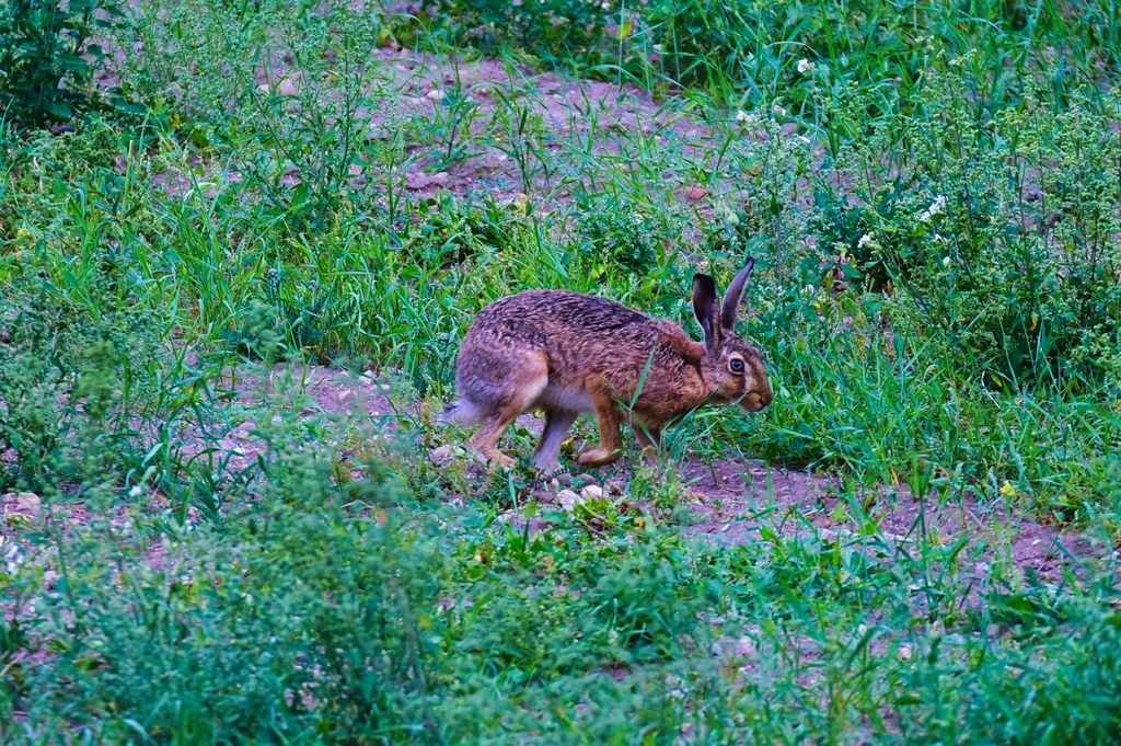 _DSC5526