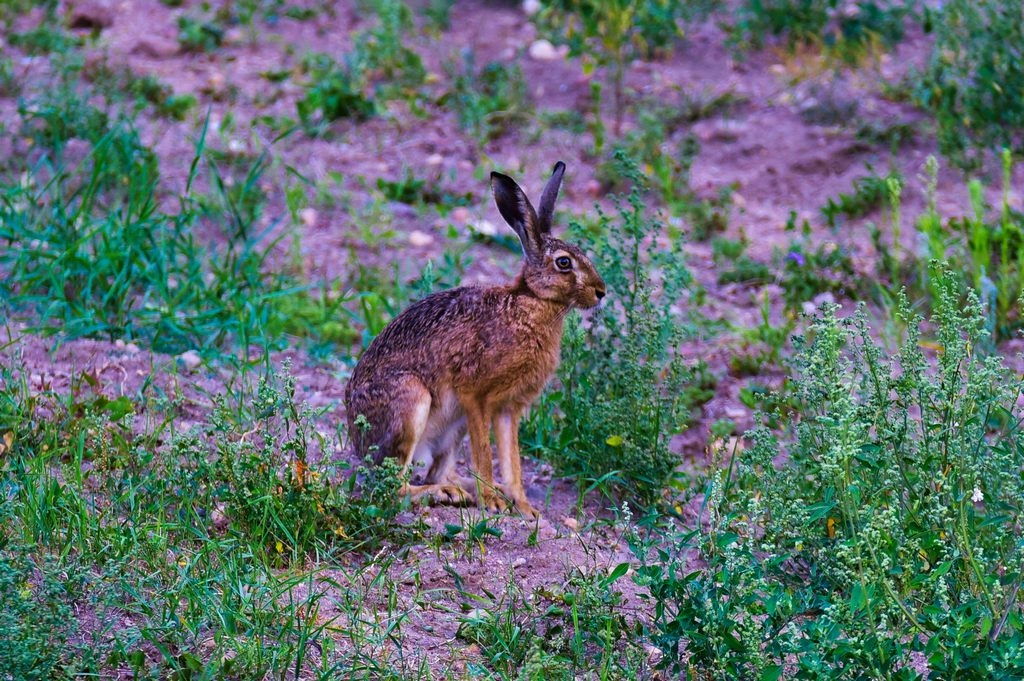 _DSC5527