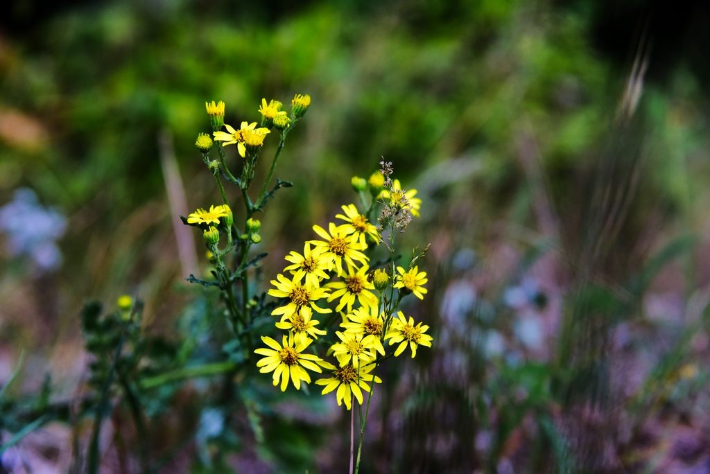 _DSC5600