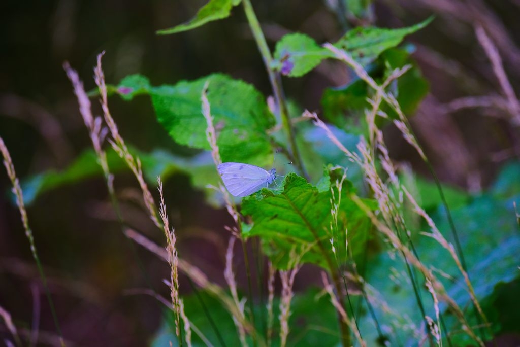 _DSC5675-2