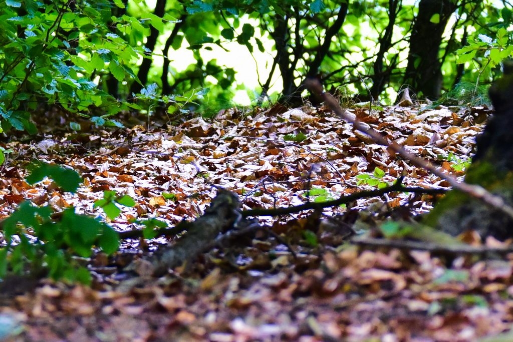 _DSC5734