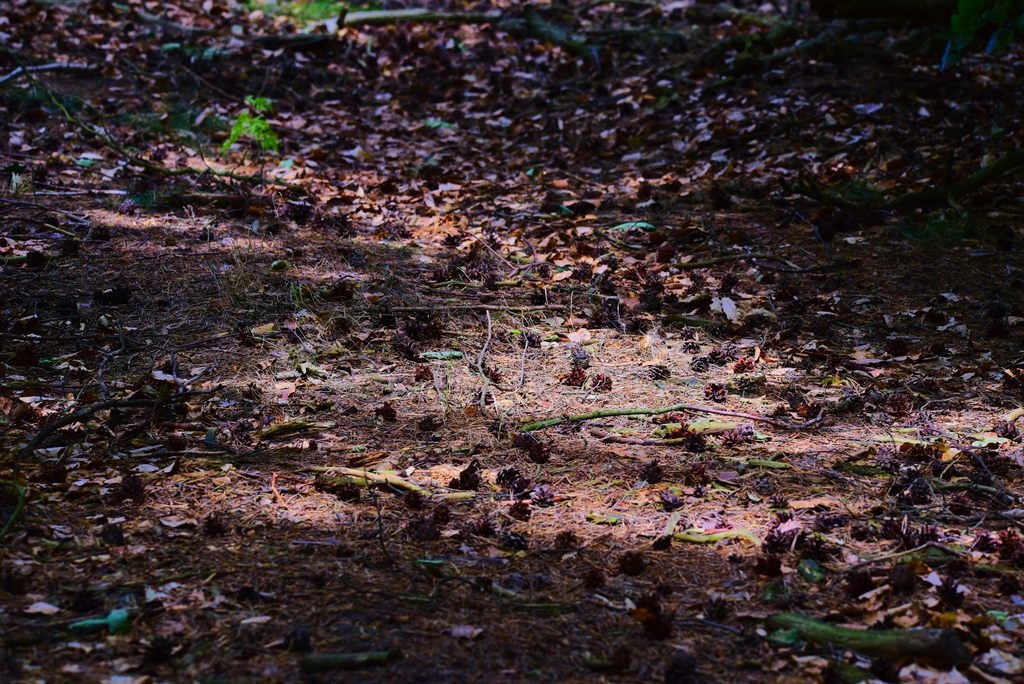 _DSC5755