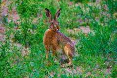 _DSC5531