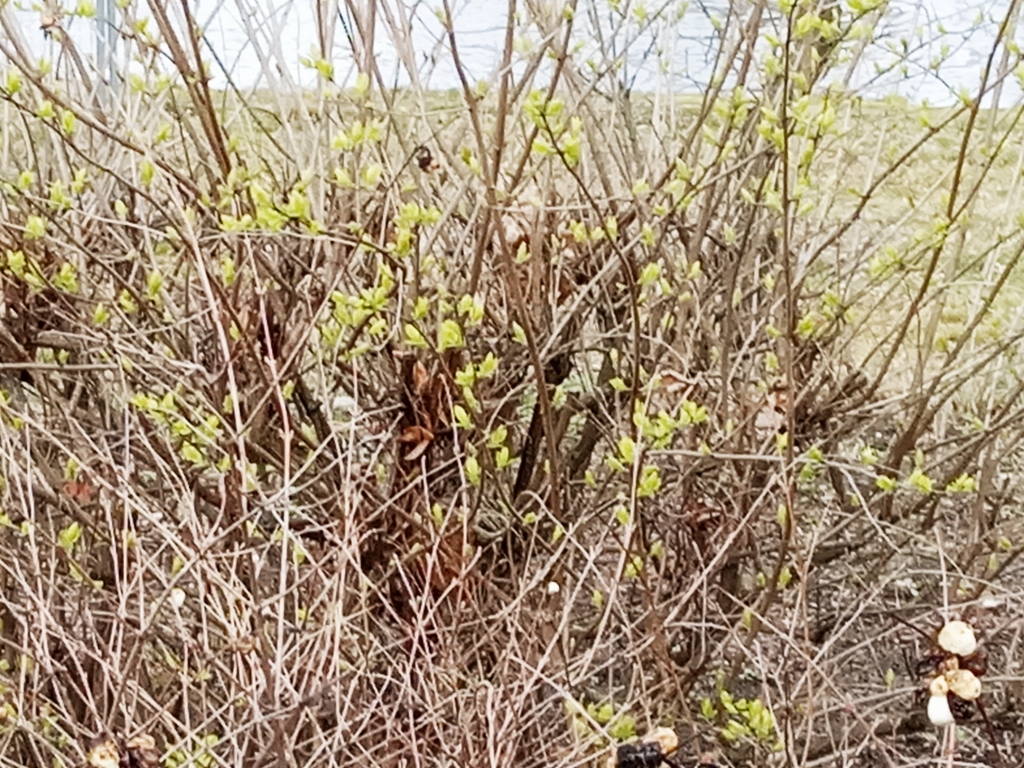 2019-03-15_14-45-52_409