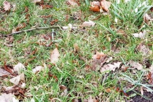 2019 03 13 Zwiastuny wiosny
