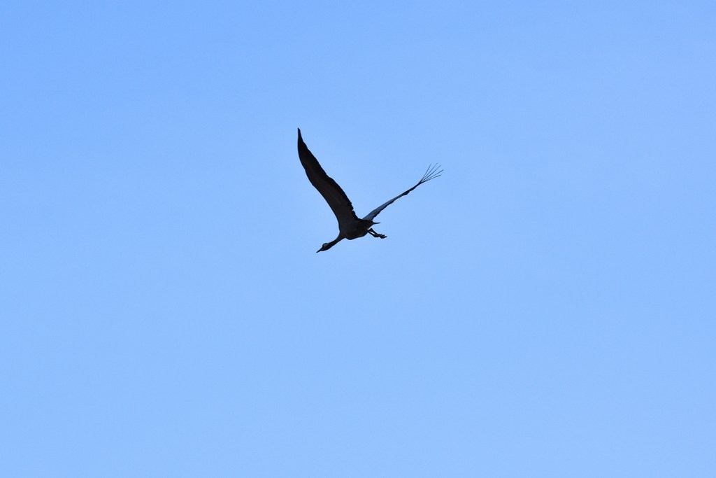 DSC_0094