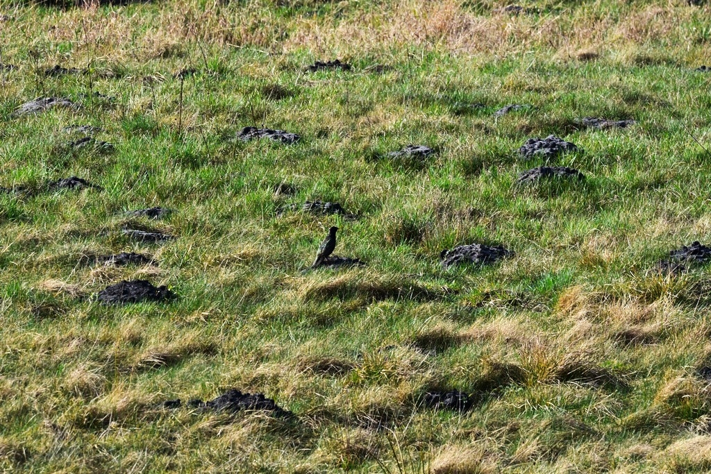 DSC_0346