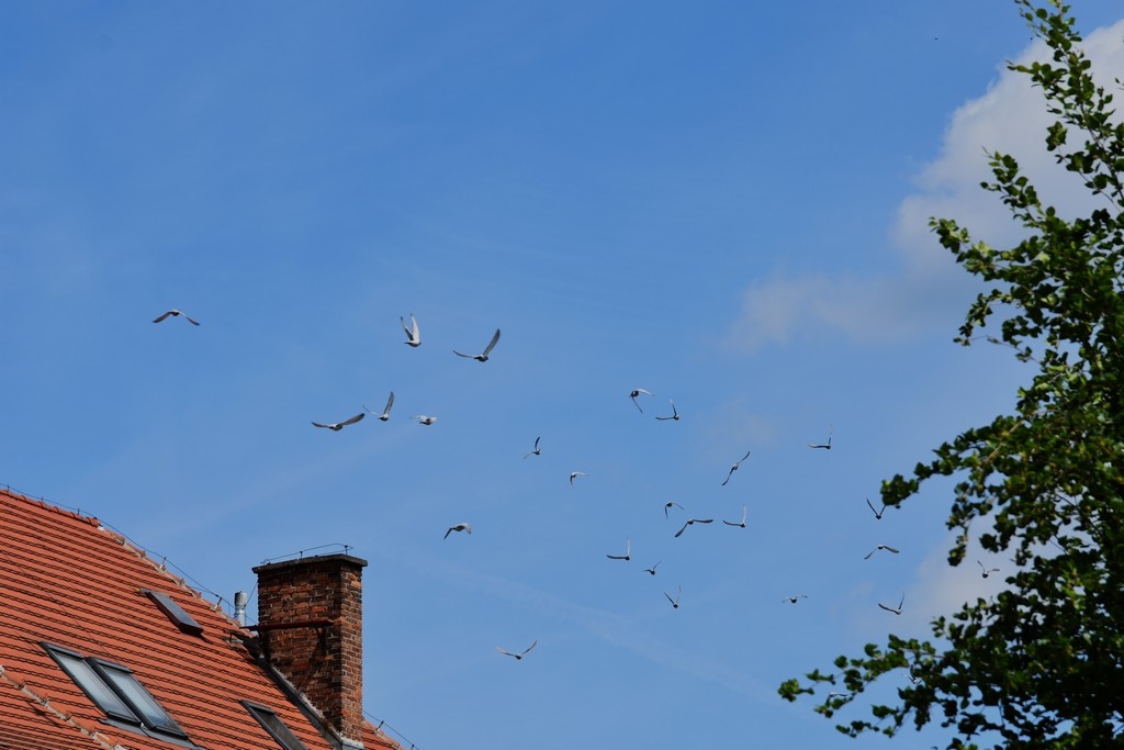 DSC_1500