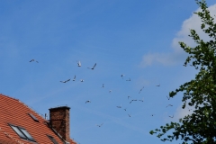 DSC_1500
