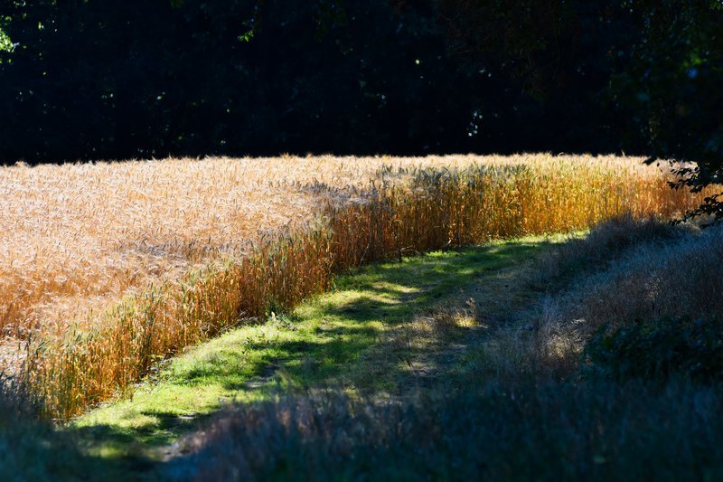 DSC_4774