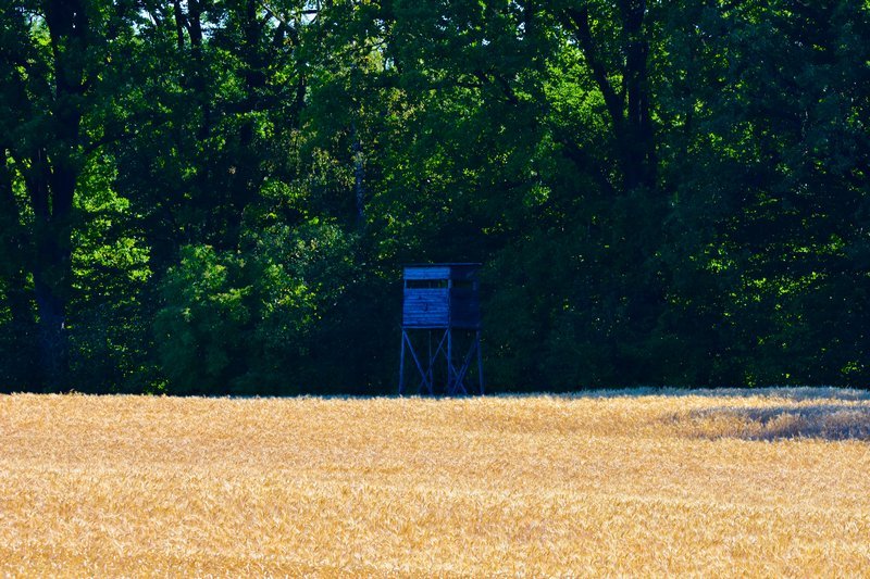 DSC_4781