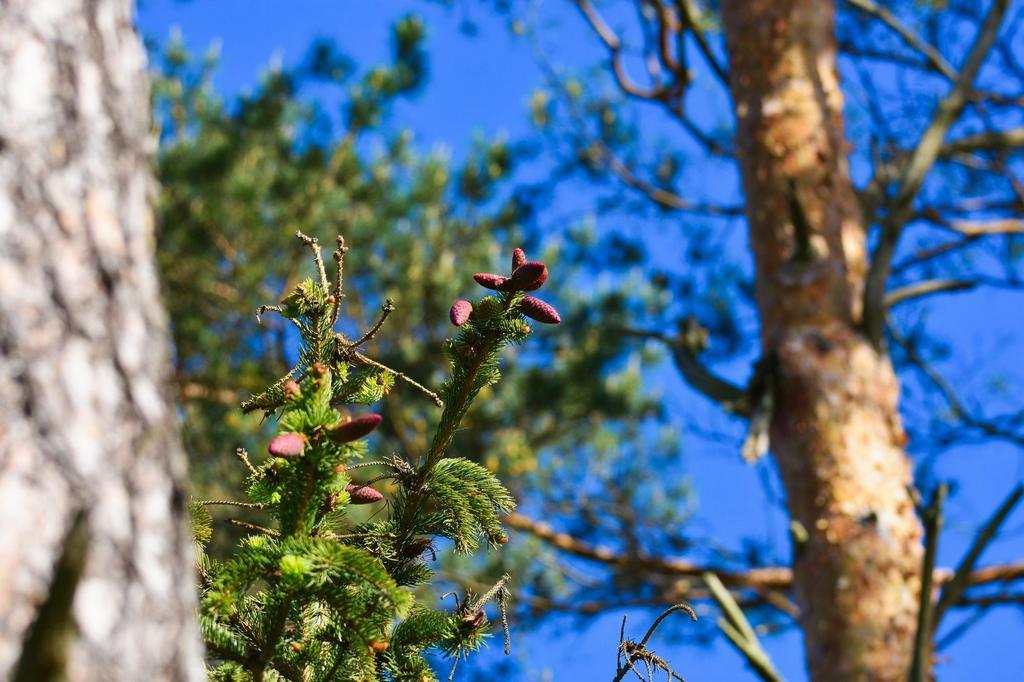 DSC_7432