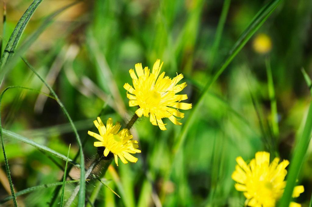 DSC_7524