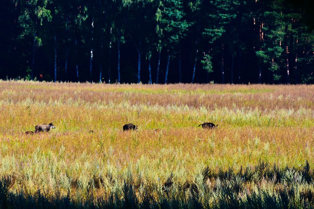 DSC_0246