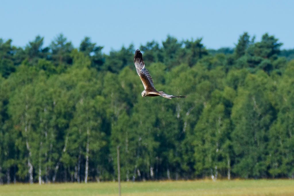 DSC_0309