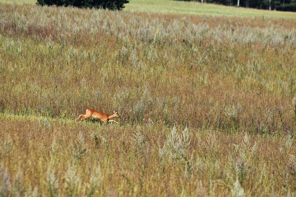 DSC_0384