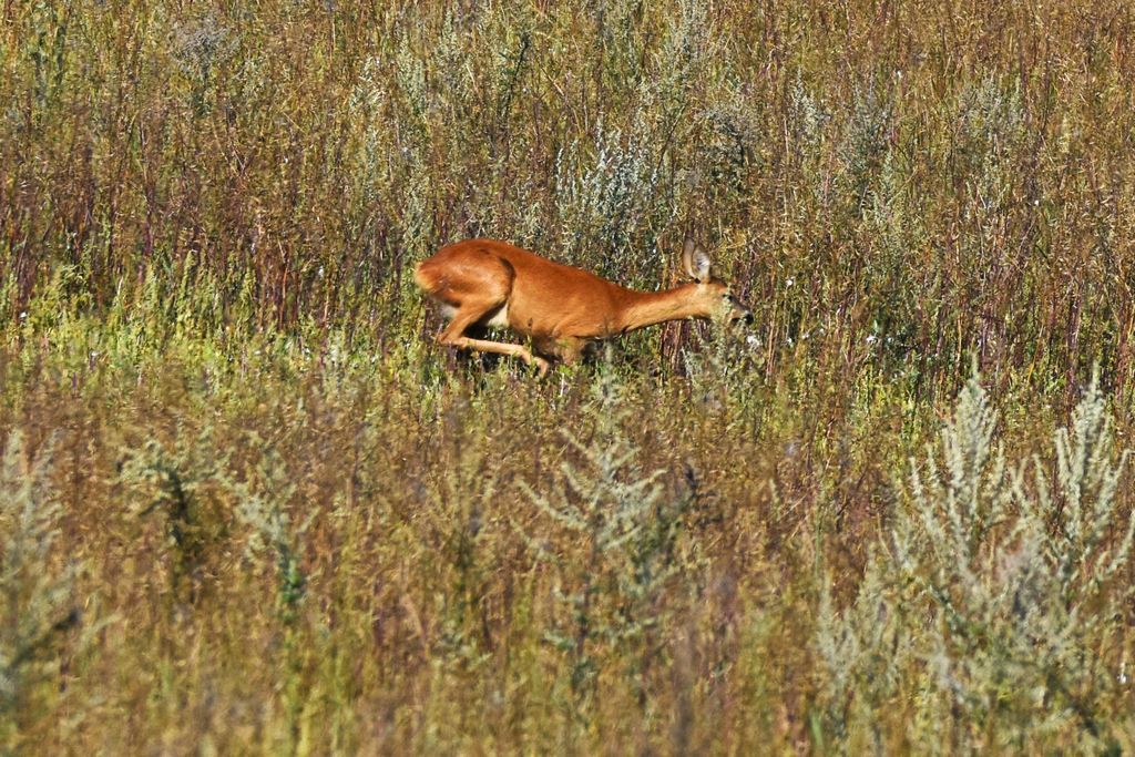 DSC_0385