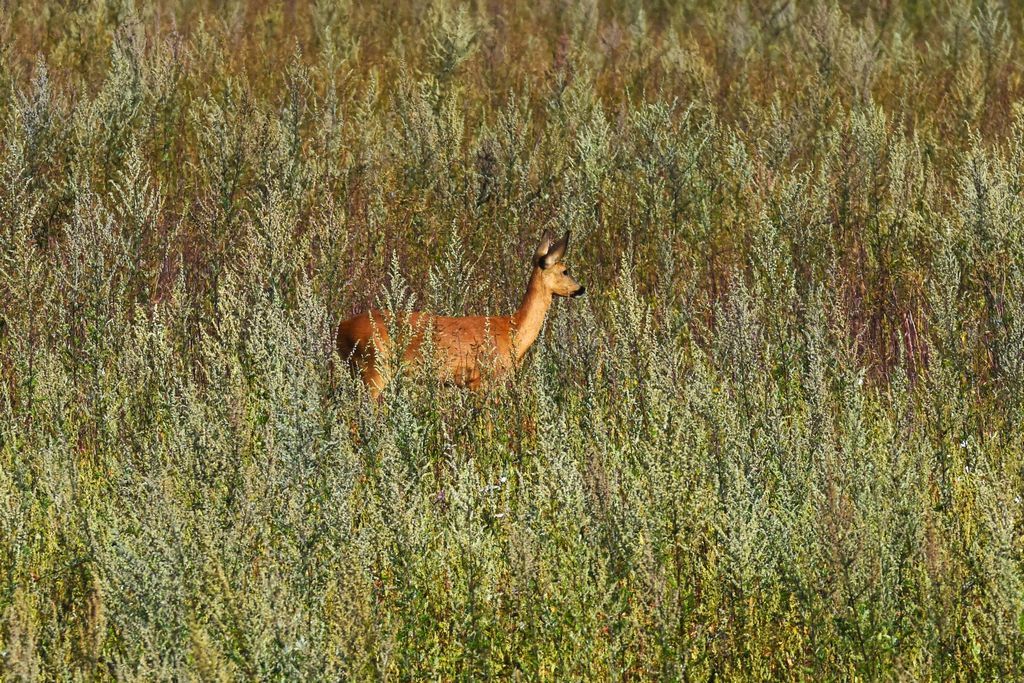 DSC_0392