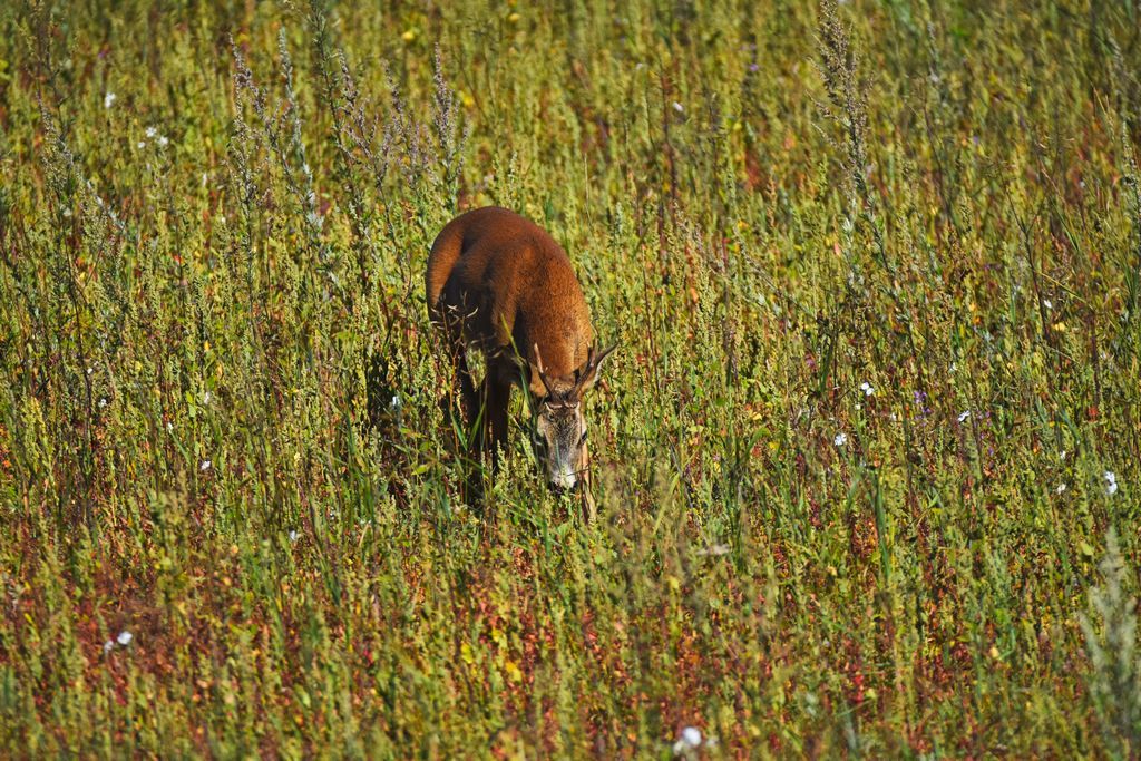 DSC_0437