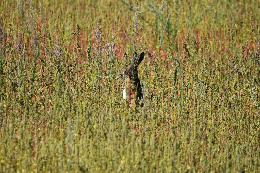 DSC_0562