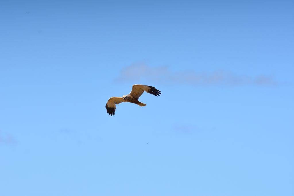 DSC_0567