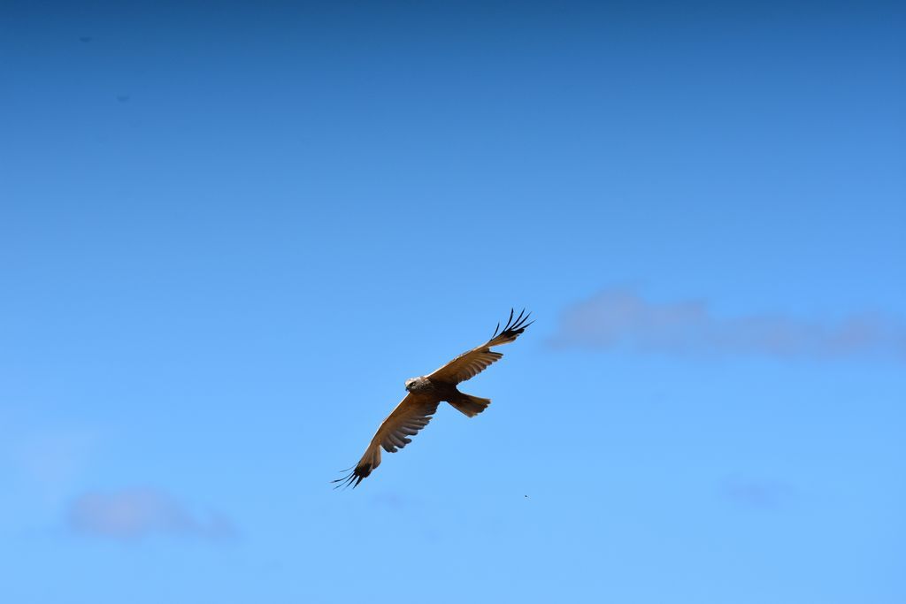DSC_0568
