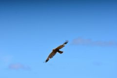 DSC_0568