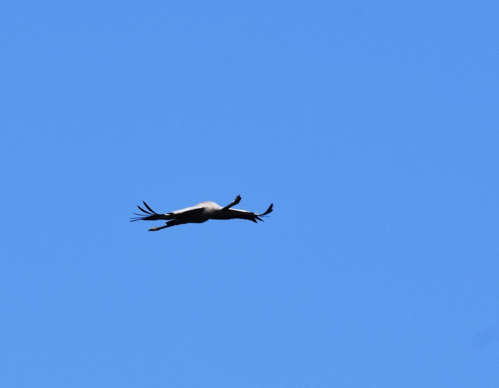 DSC_0854