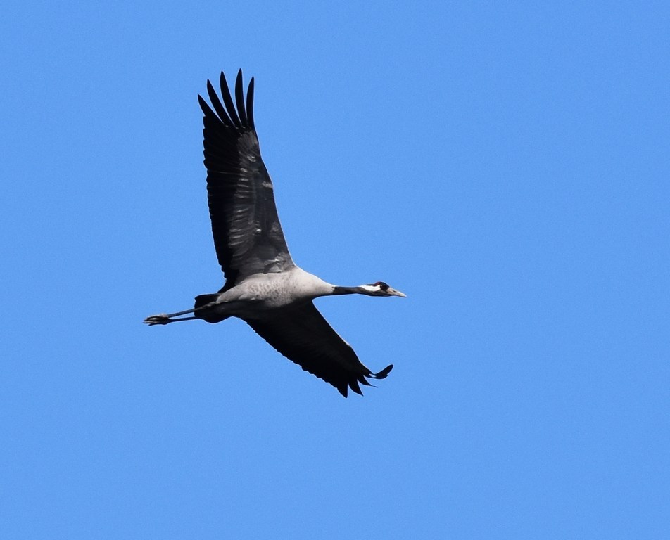 DSC_0855