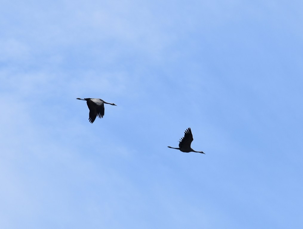 DSC_0870