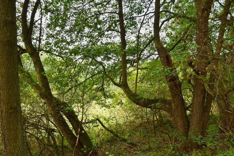 DSC_3506