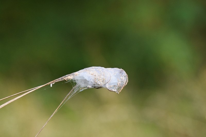 DSC_3553