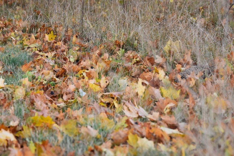 DSC_3666