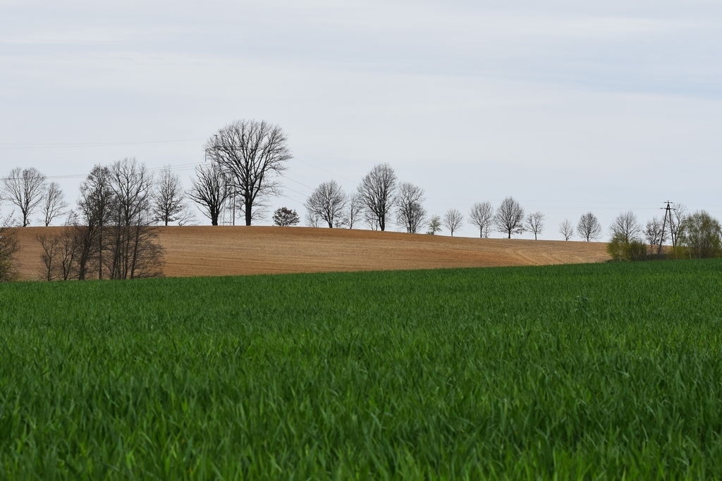 DSC_4390