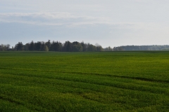DSC_4307