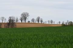 DSC_4390
