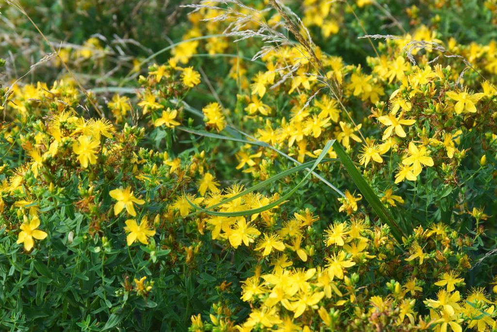 DSC_4960