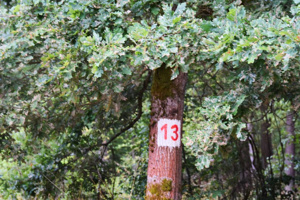 DSC_7807