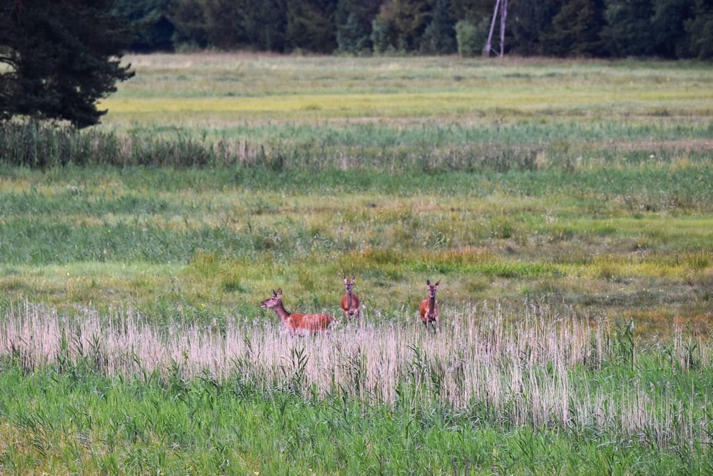 DSC_7826