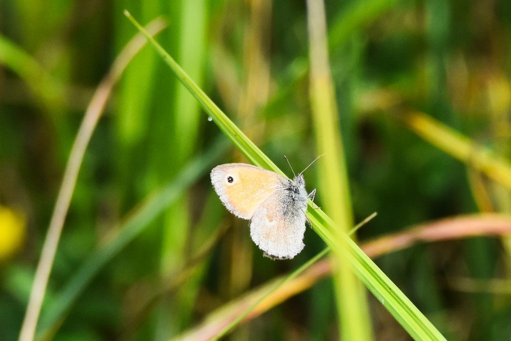 DSC_7863