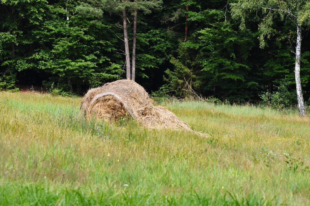 DSC_7880