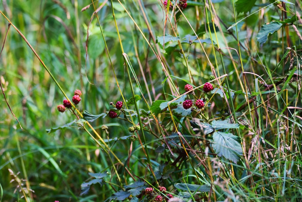 DSC_7886