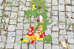 IMG_20240605_142236