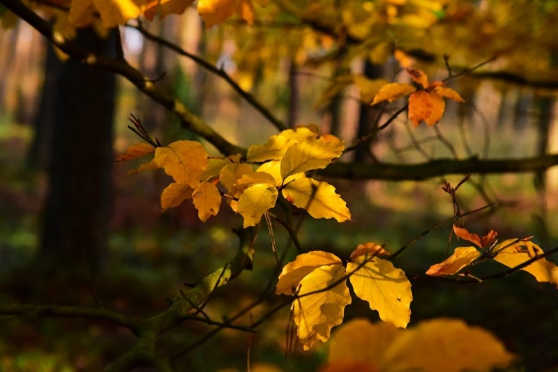 maniDSC_5522