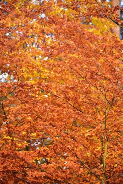 maniDSC_5556