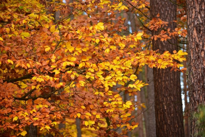 maniDSC_5563