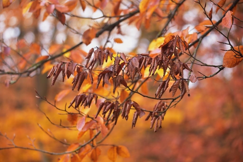 maniDSC_5572